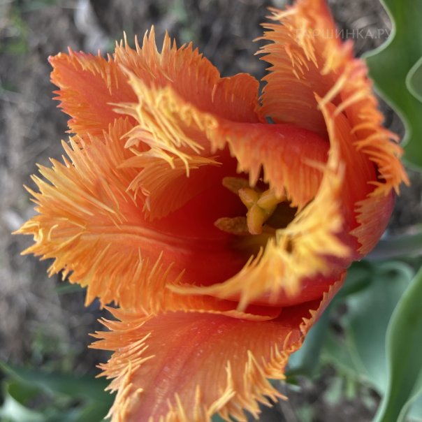 превью изображения отзыва