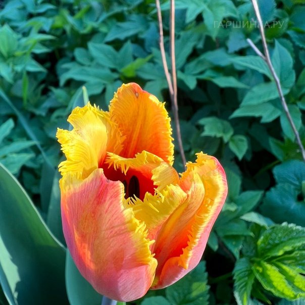 превью изображения отзыва