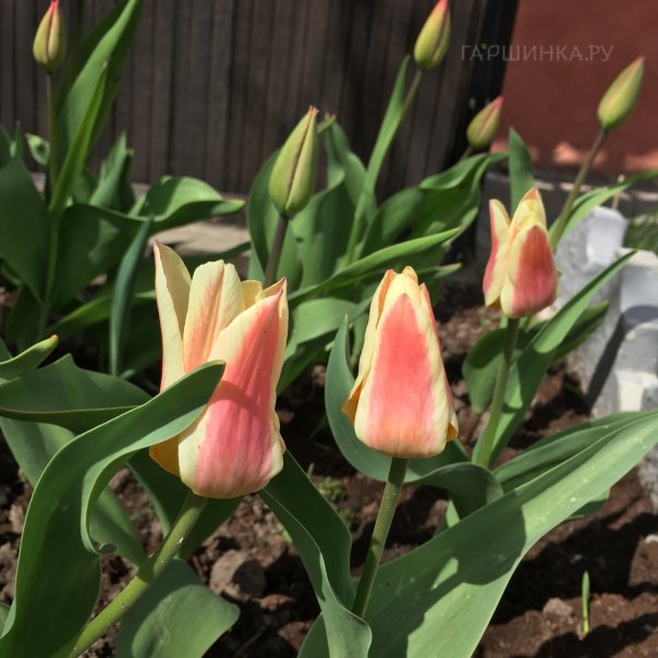 превью изображения отзыва