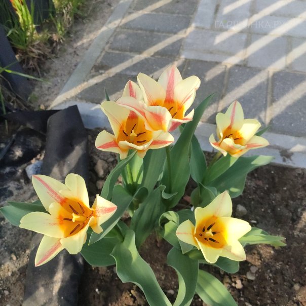 превью изображения отзыва