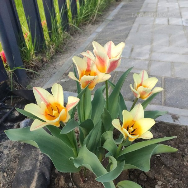 превью изображения отзыва