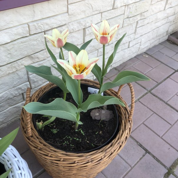 превью изображения отзыва