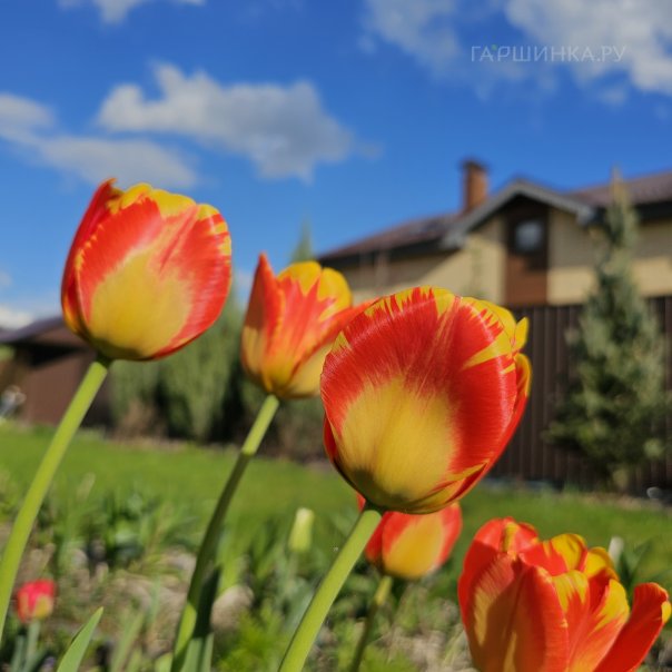 превью изображения отзыва
