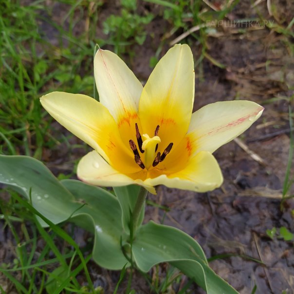 превью изображения отзыва