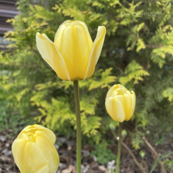 превью изображения отзыва