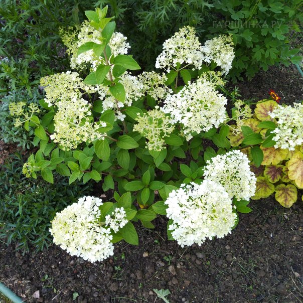 превью изображения отзыва