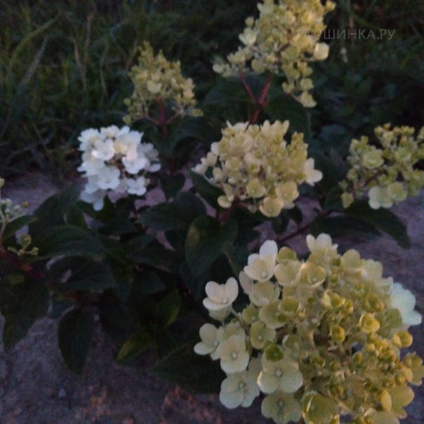 превью изображения отзыва