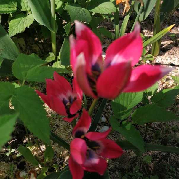 превью изображения отзыва