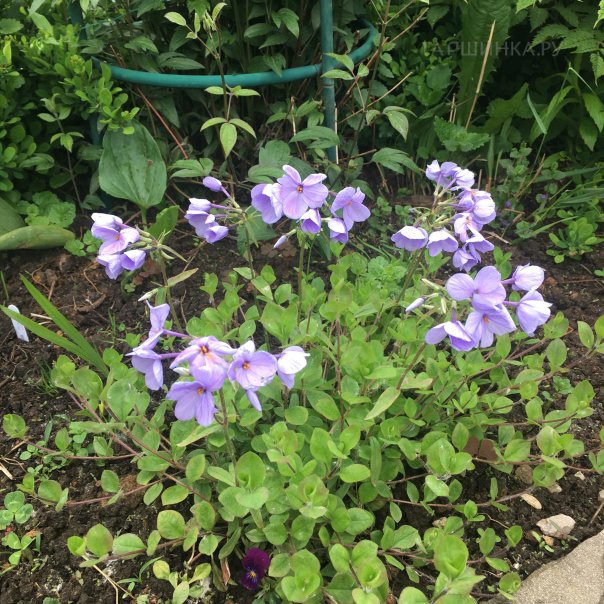 превью изображения отзыва