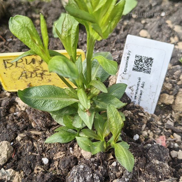 превью изображения отзыва