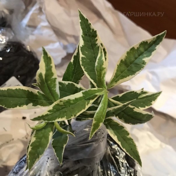 превью изображения отзыва