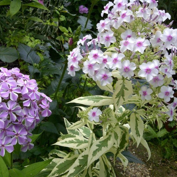 превью изображения отзыва