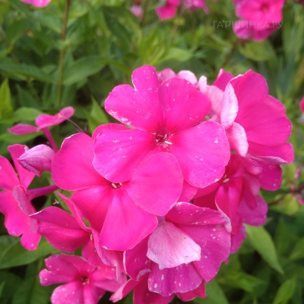 превью изображения отзыва