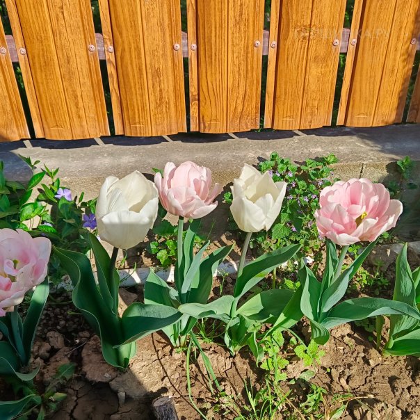 превью изображения отзыва