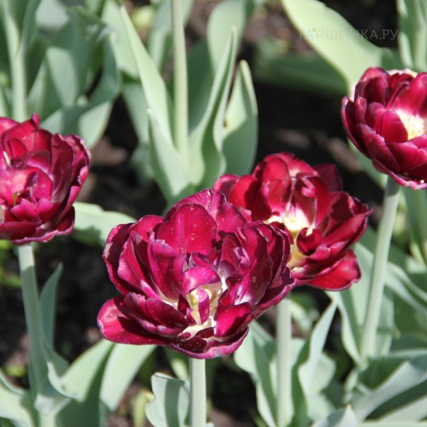 превью изображения отзыва