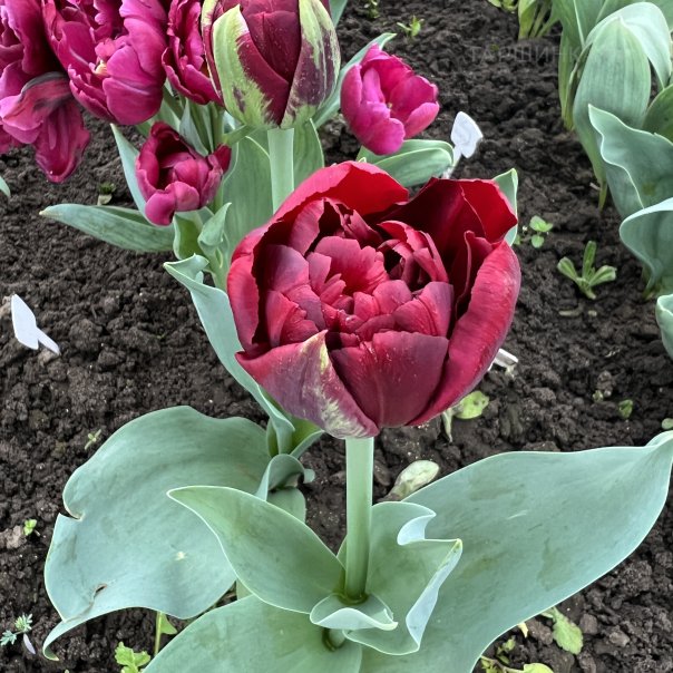 превью изображения отзыва