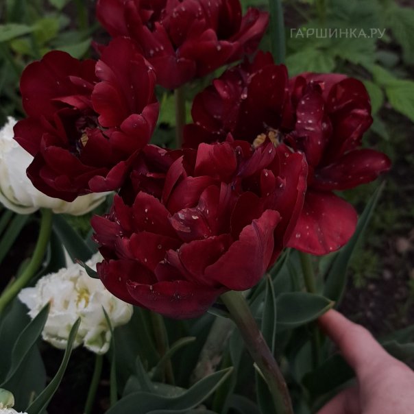 превью изображения отзыва