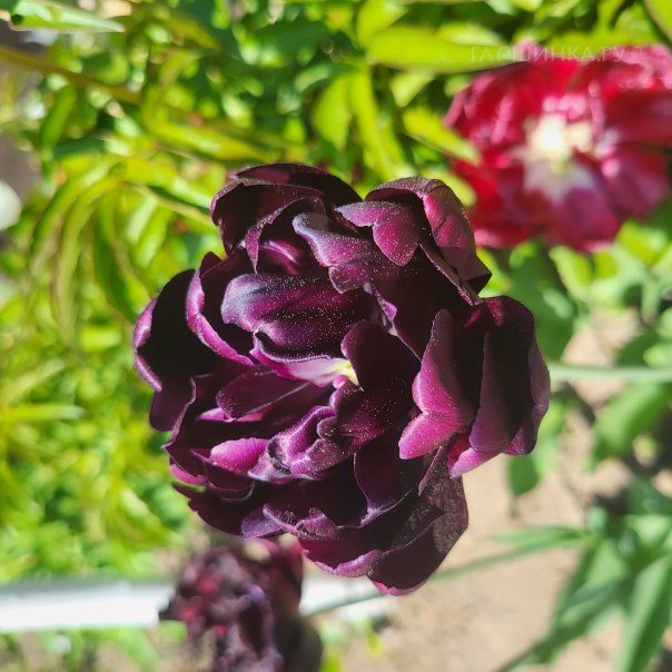 превью изображения отзыва