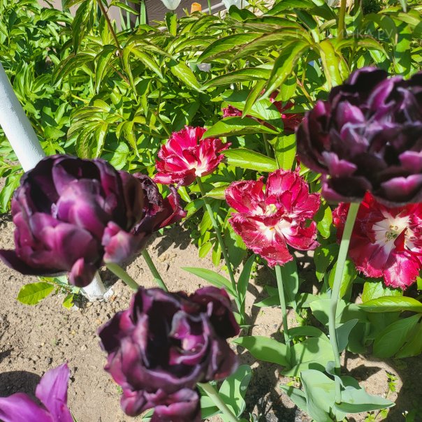 превью изображения отзыва