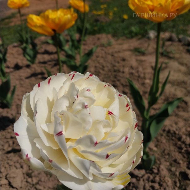 превью изображения отзыва