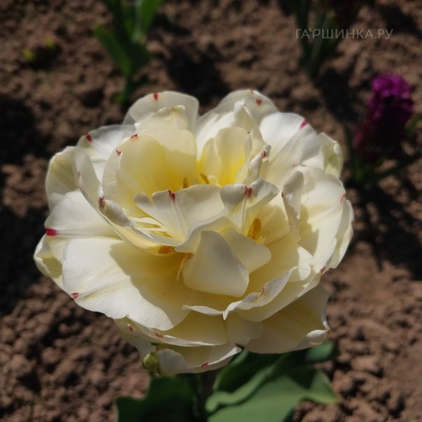 превью изображения отзыва