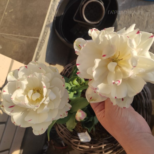 превью изображения отзыва