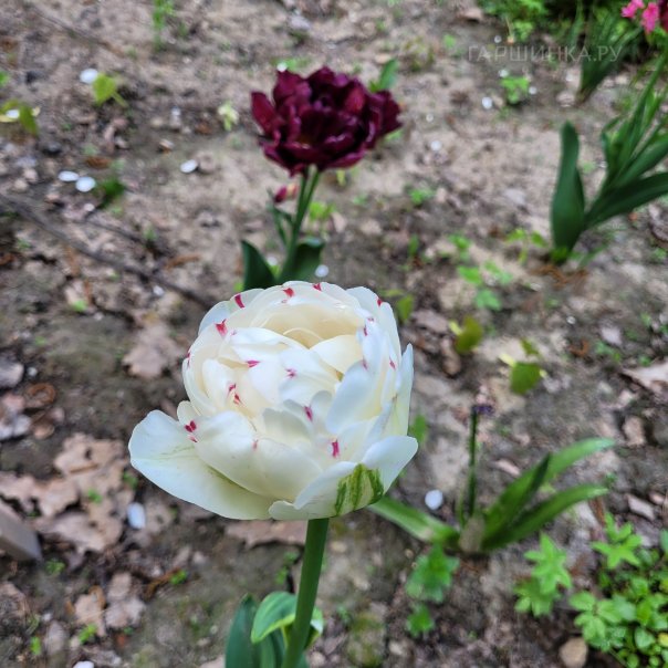 превью изображения отзыва