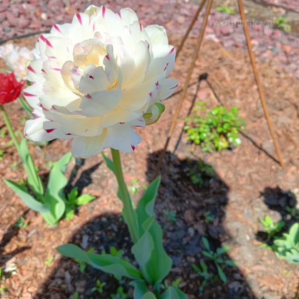 превью изображения отзыва