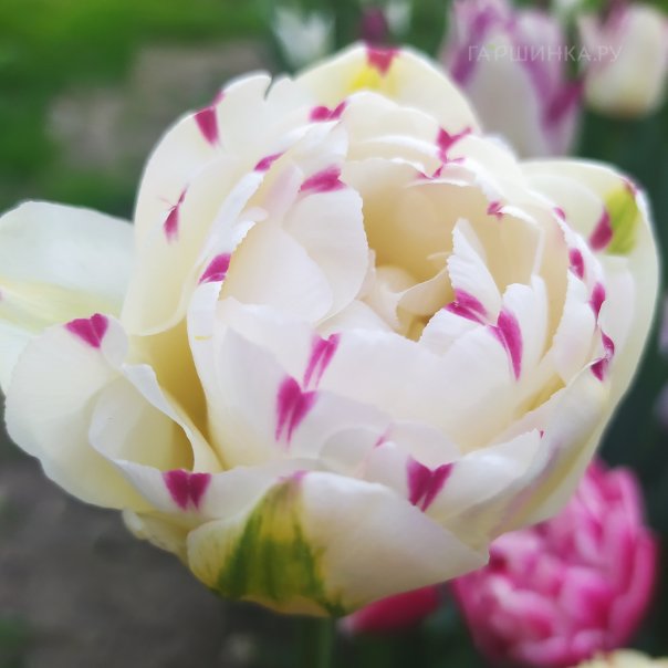 превью изображения отзыва