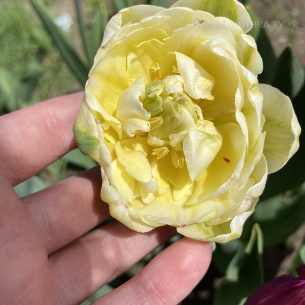 превью изображения отзыва