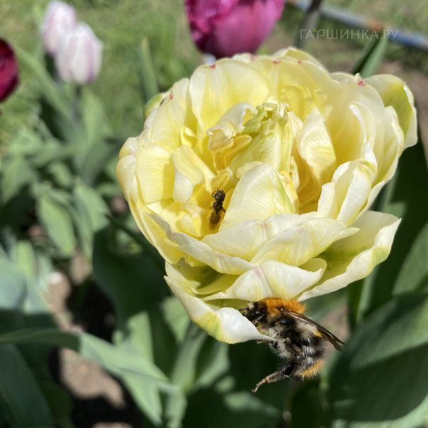 превью изображения отзыва