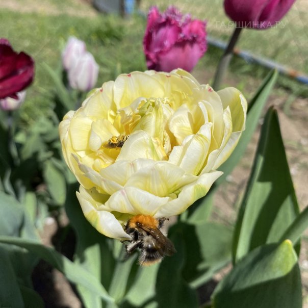 превью изображения отзыва