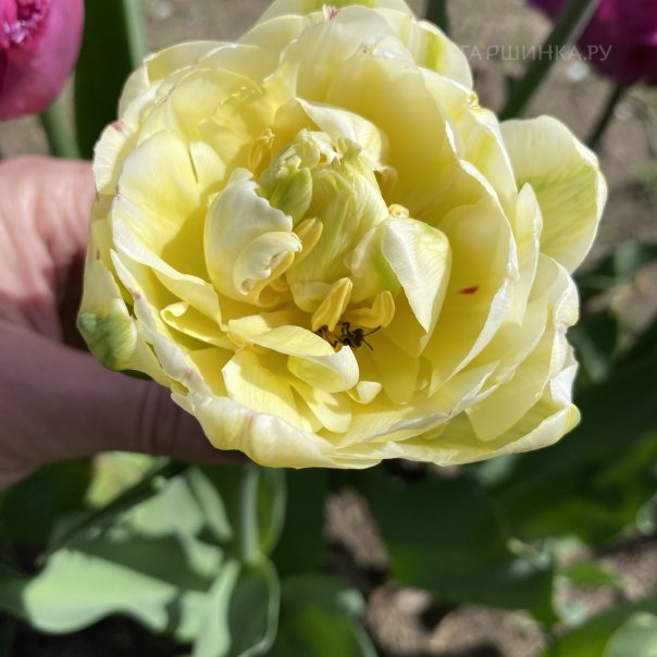 превью изображения отзыва