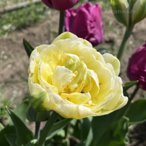 превью изображения отзыва