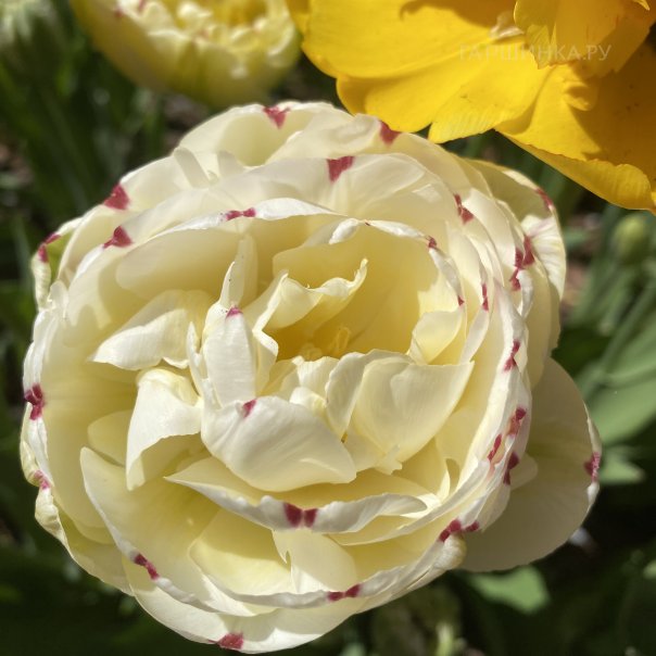 превью изображения отзыва