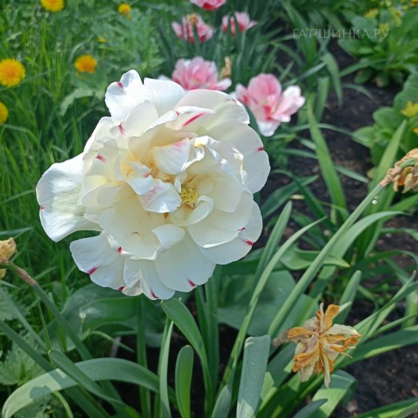 превью изображения отзыва