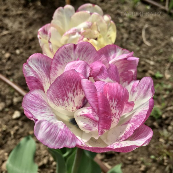 превью изображения отзыва