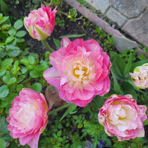 превью изображения отзыва