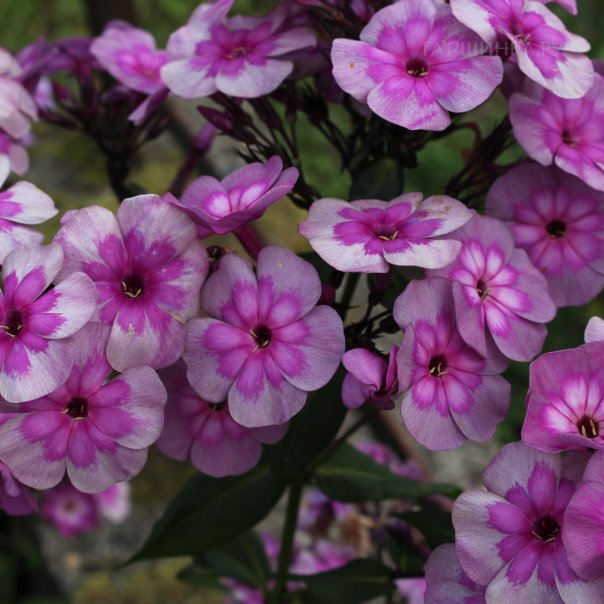 превью изображения отзыва