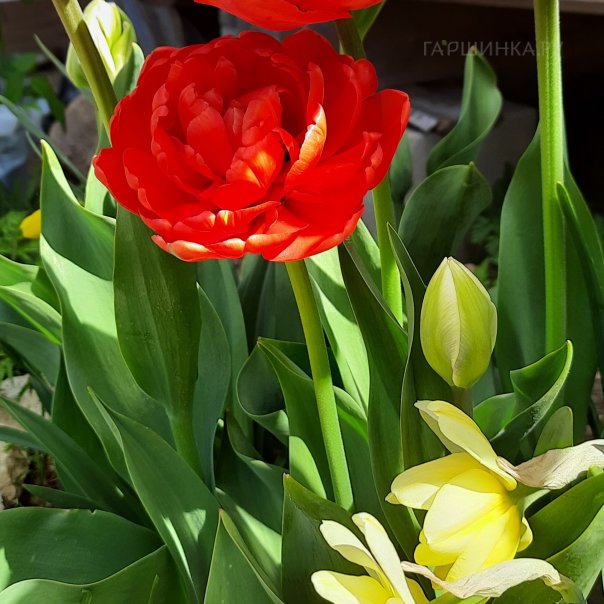 превью изображения отзыва