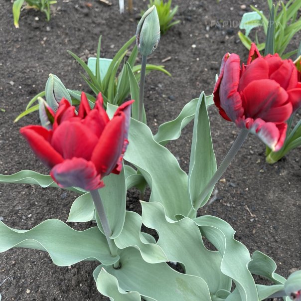 превью изображения отзыва