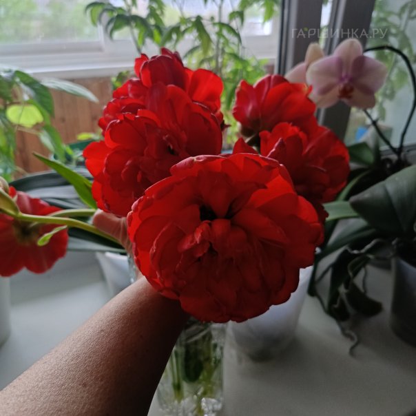 превью изображения отзыва