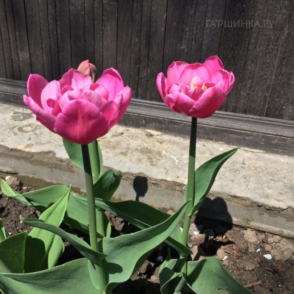 превью изображения отзыва