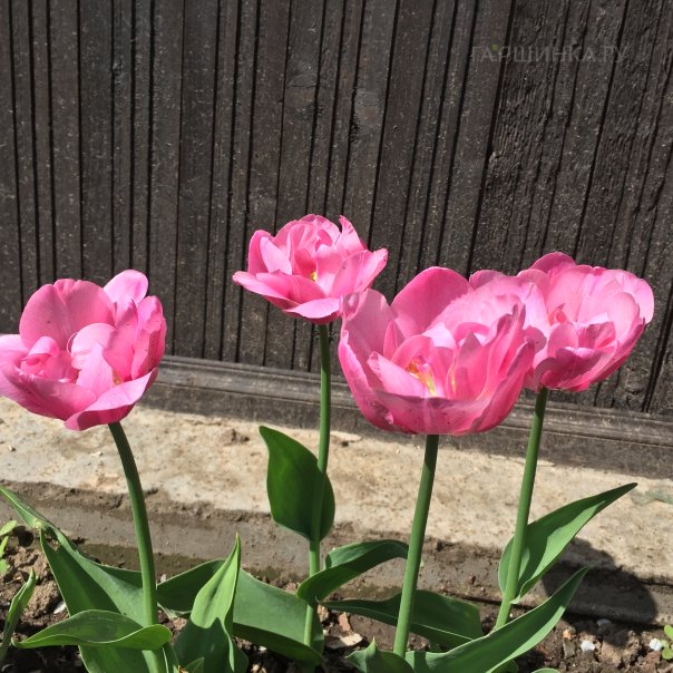 превью изображения отзыва