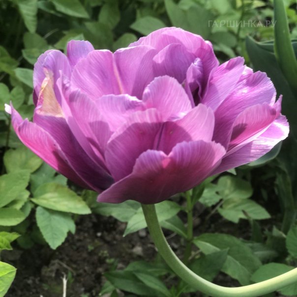 превью изображения отзыва