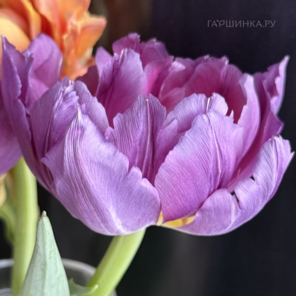 превью изображения отзыва