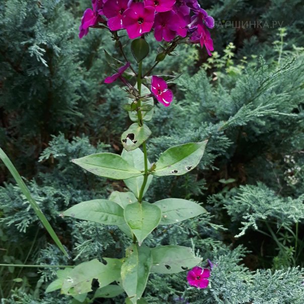 превью изображения отзыва