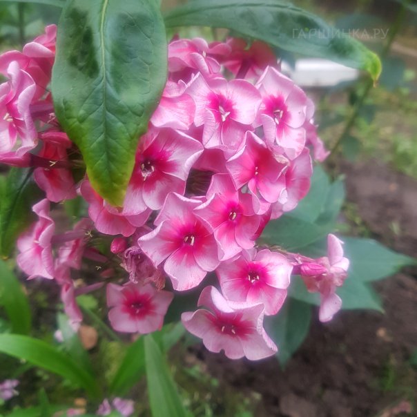 превью изображения отзыва