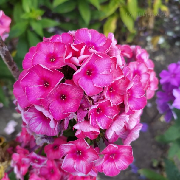 превью изображения отзыва