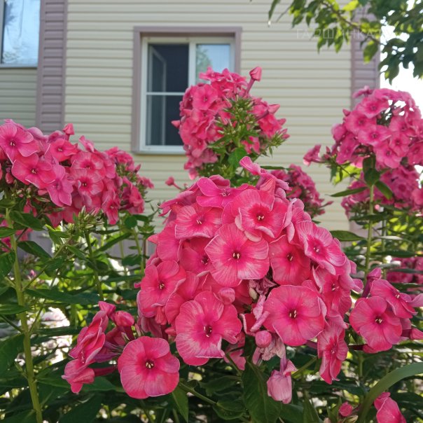 превью изображения отзыва